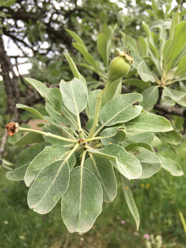 Pyrus elaeagnifolia