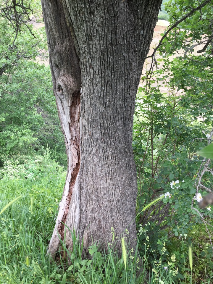 Pyrus elaeagnifolia