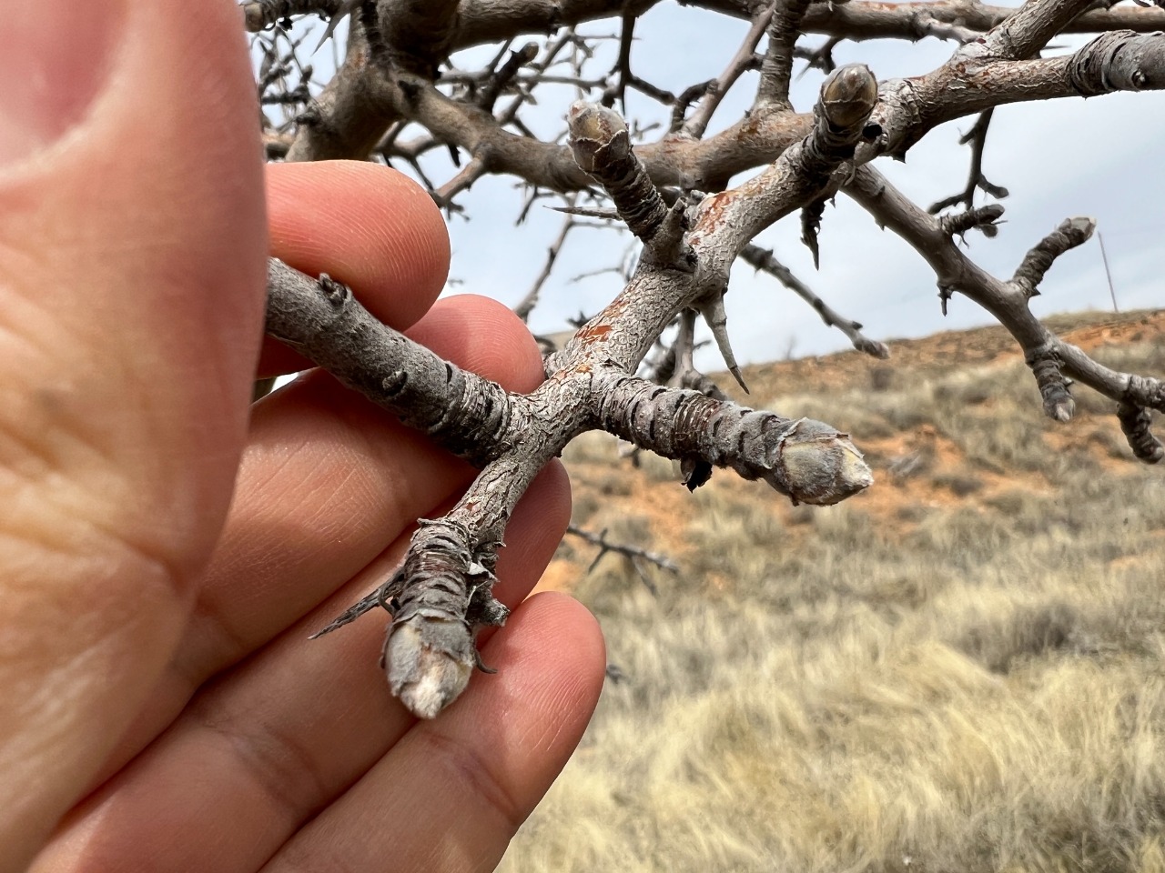 Pyrus elaeagnifolia