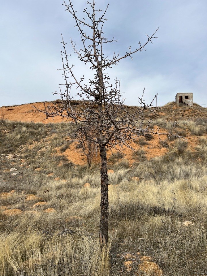 Pyrus elaeagnifolia