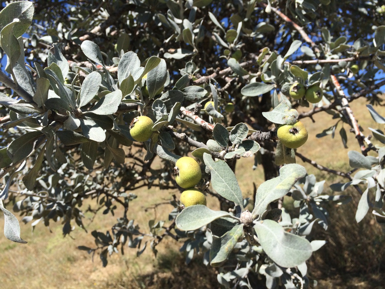 Pyrus elaeagnifolia