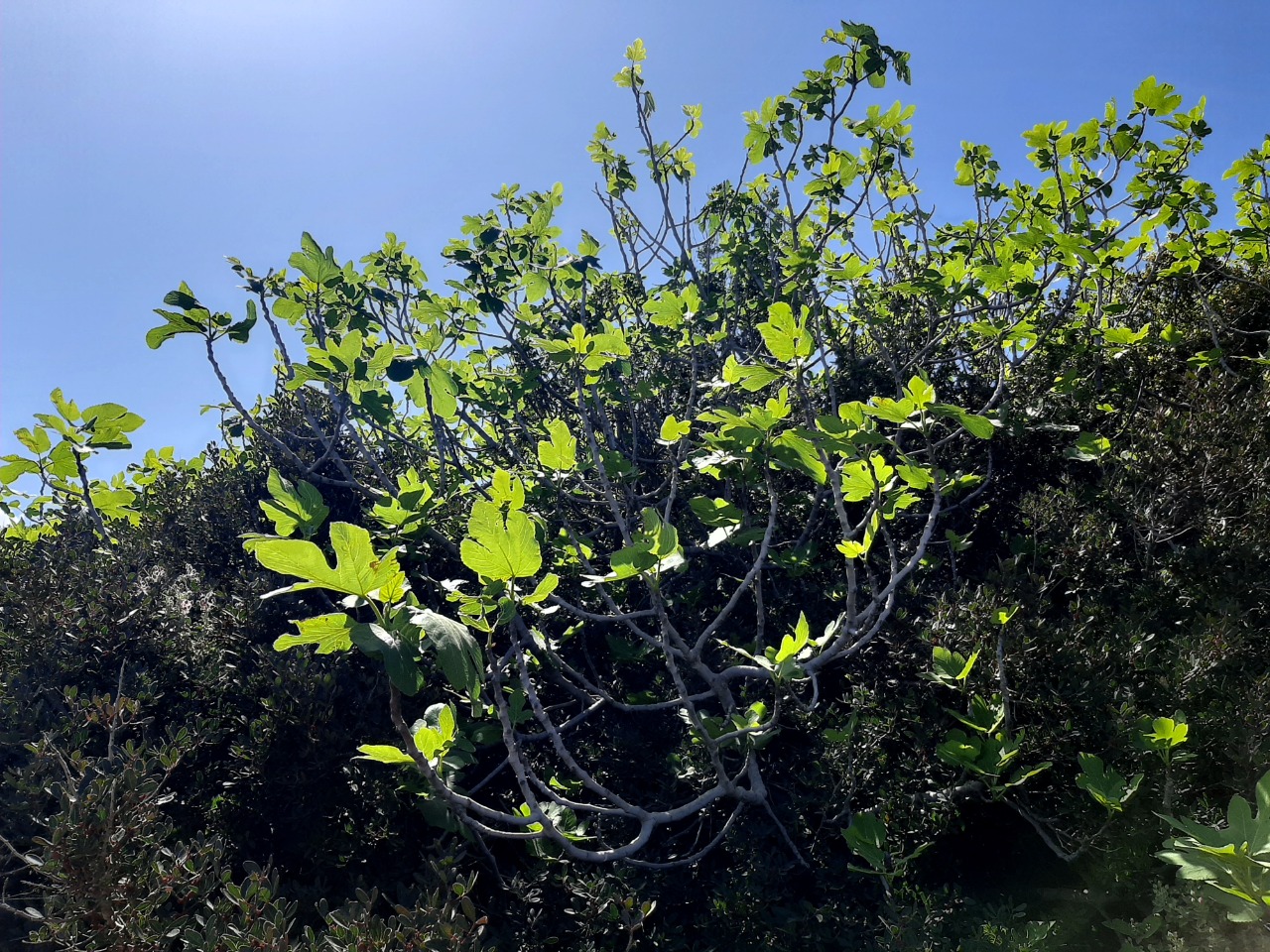 Ficus carica