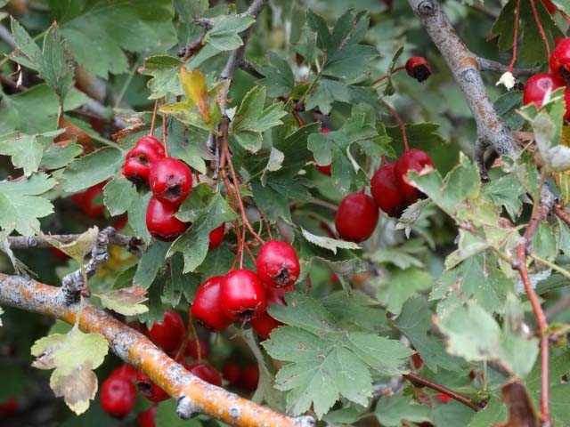 Crataegus monogyna