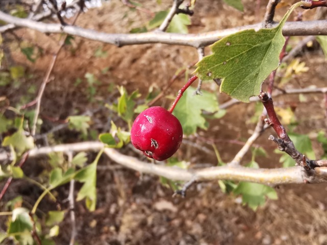 Crataegus monogyna