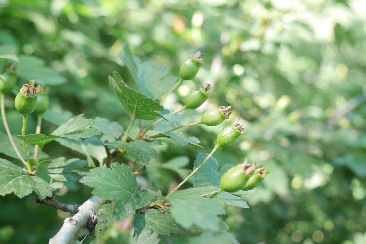 Crataegus monogyna