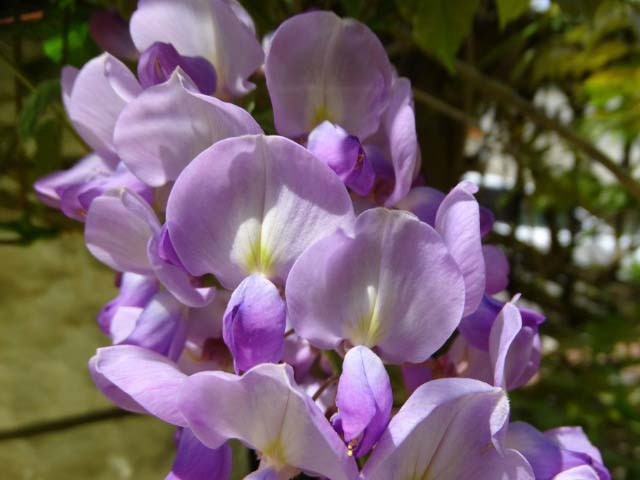 Wisteria sp.