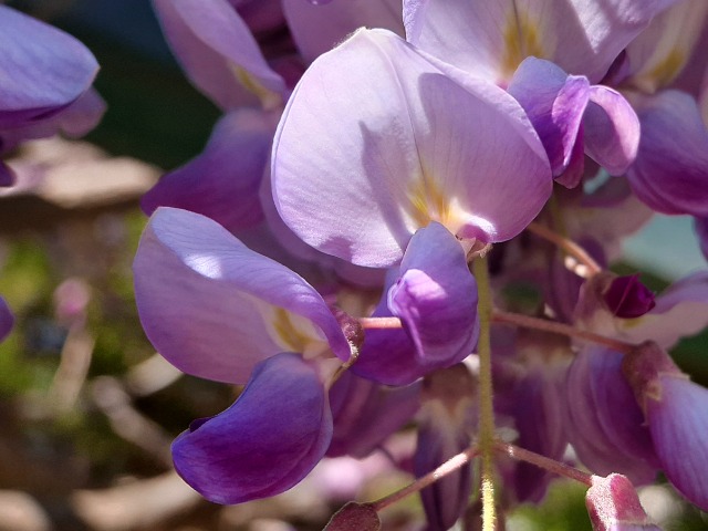 Wisteria sp.