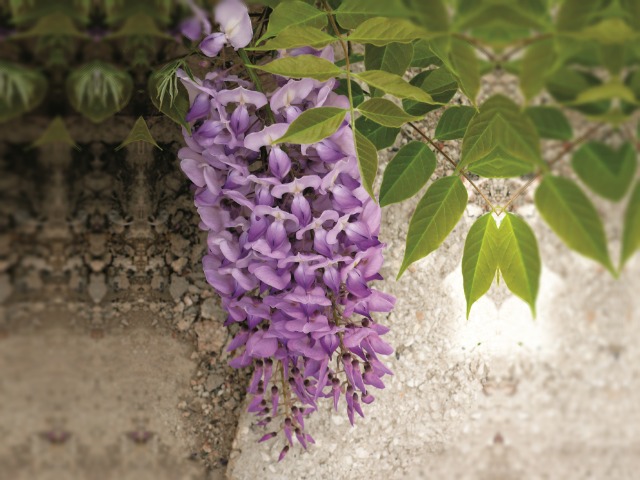 Wisteria sp.