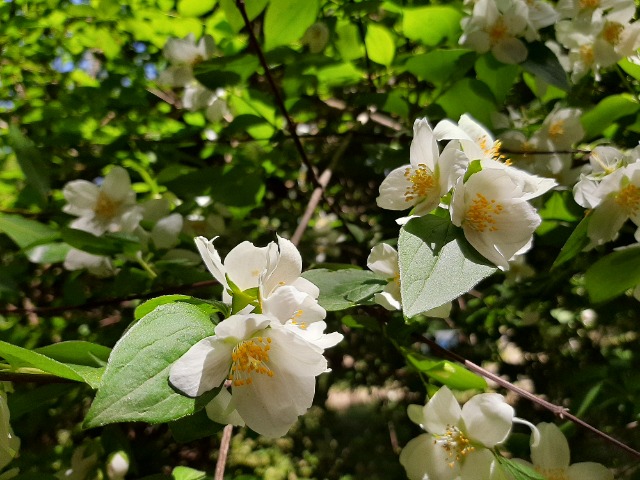 Philadelphus coronarius