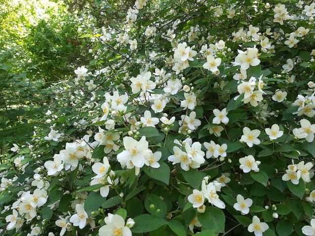 Philadelphus coronarius