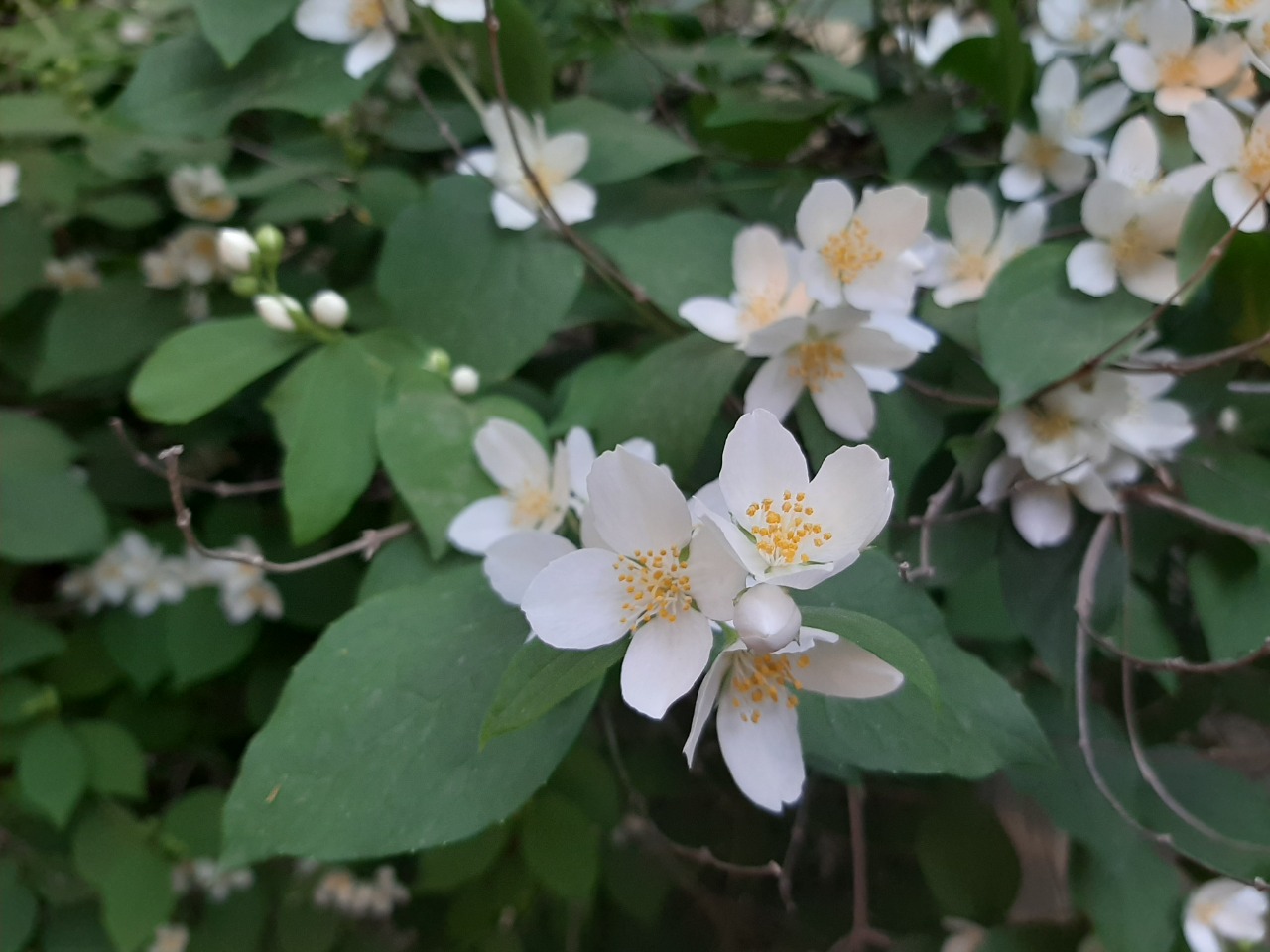 Philadelphus coronarius