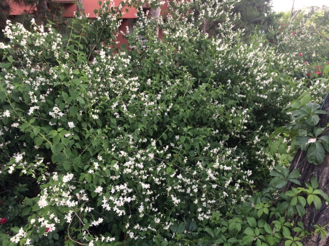 Philadelphus coronarius