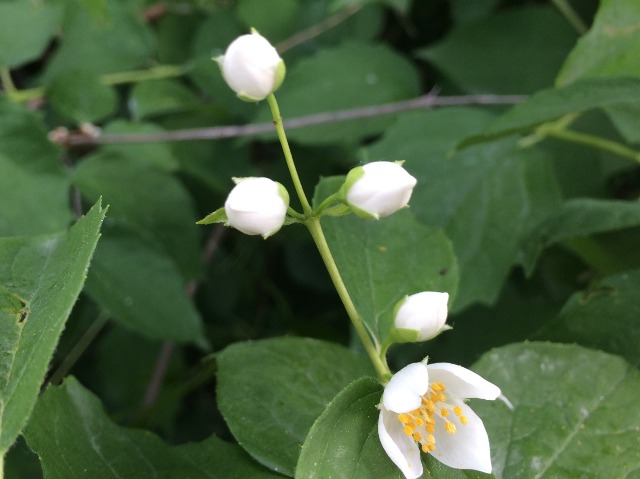 Philadelphus coronarius