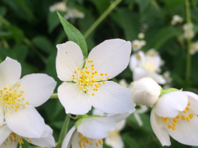 Philadelphus coronarius