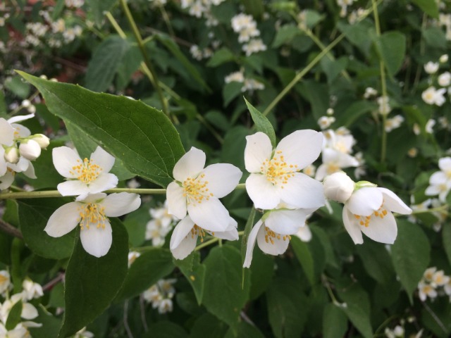 Philadelphus coronarius