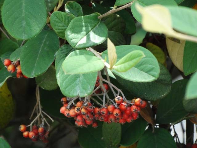 Cotoneaster franchetii