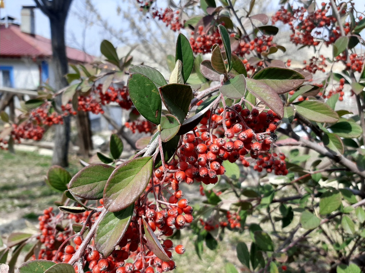 Cotoneaster franchetii