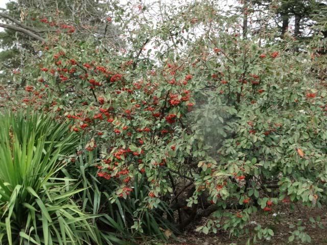 Cotoneaster franchetii