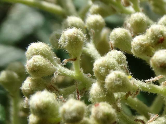 Cotoneaster franchetii