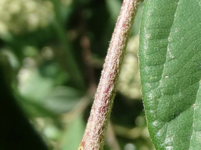 Cotoneaster franchetii