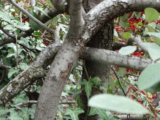 Cotoneaster franchetii