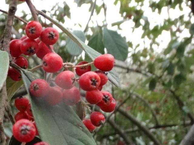 Cotoneaster franchetii