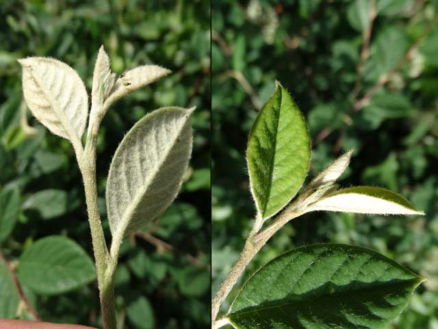 Cotoneaster franchetii