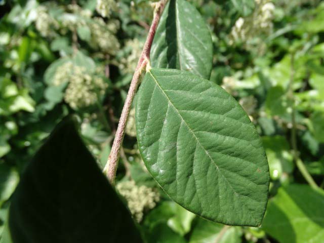 Cotoneaster franchetii