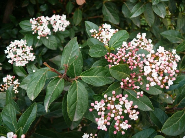 Viburnum tinus