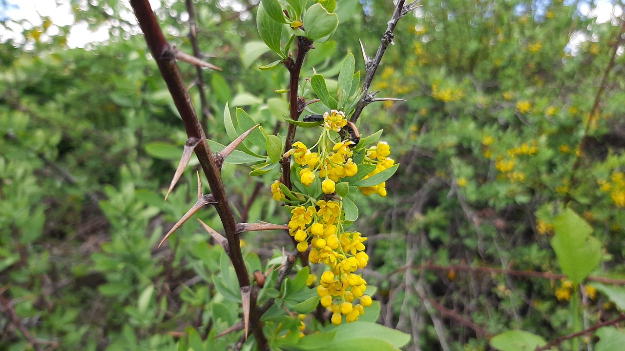 Berberis vulgaris
