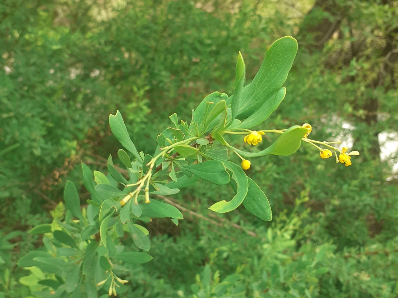 Berberis vulgaris