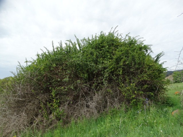 Berberis vulgaris