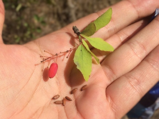 Berberis vulgaris