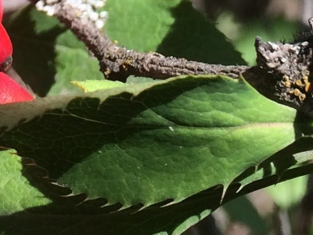 Berberis vulgaris