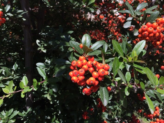 Pyracantha coccinea