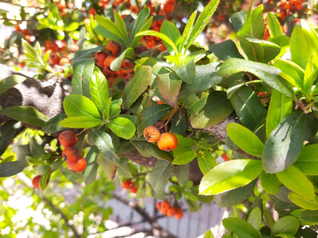 Pyracantha coccinea