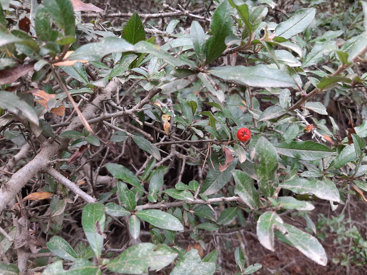 Pyracantha coccinea