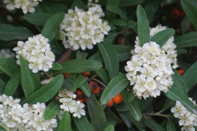 Pyracantha coccinea