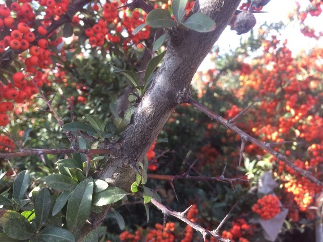 Pyracantha coccinea