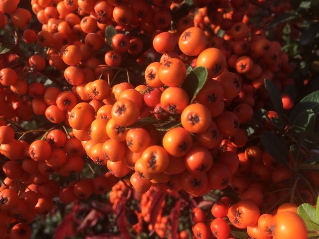 Pyracantha coccinea