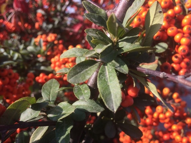 Pyracantha coccinea