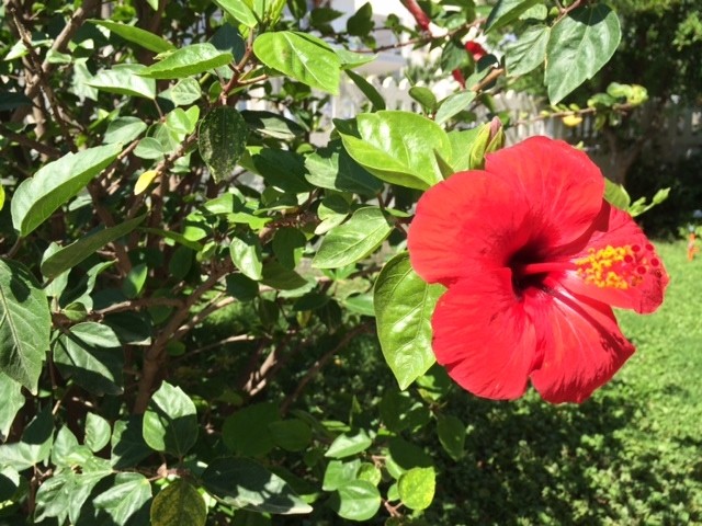 Hibiscus rosa-sinensis