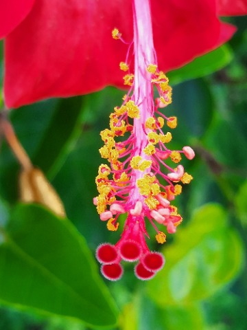 Hibiscus rosa-sinensis