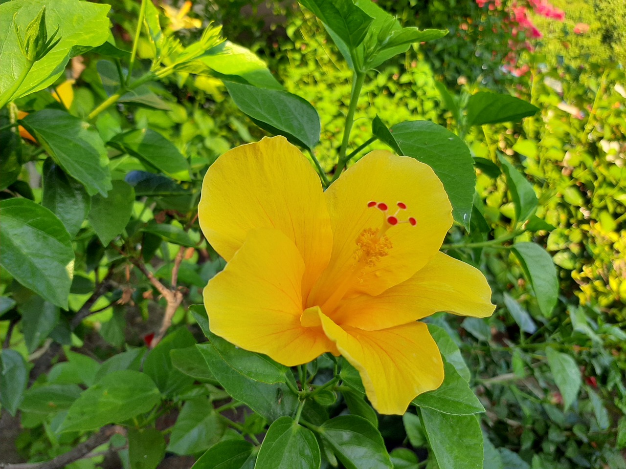 Hibiscus rosa-sinensis