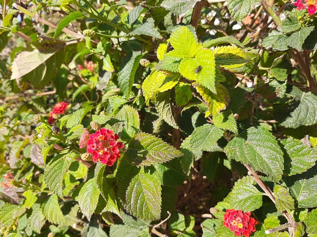 Lantana camara