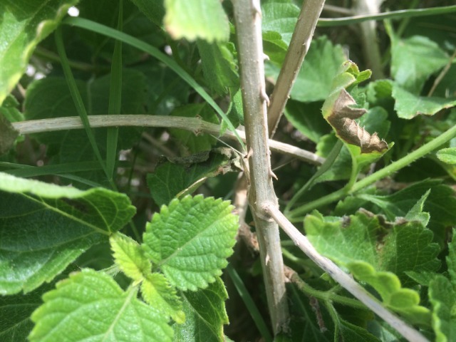 Lantana camara