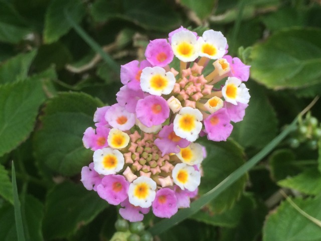 Lantana camara