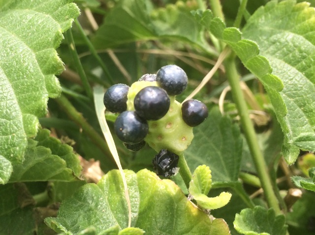 Lantana camara