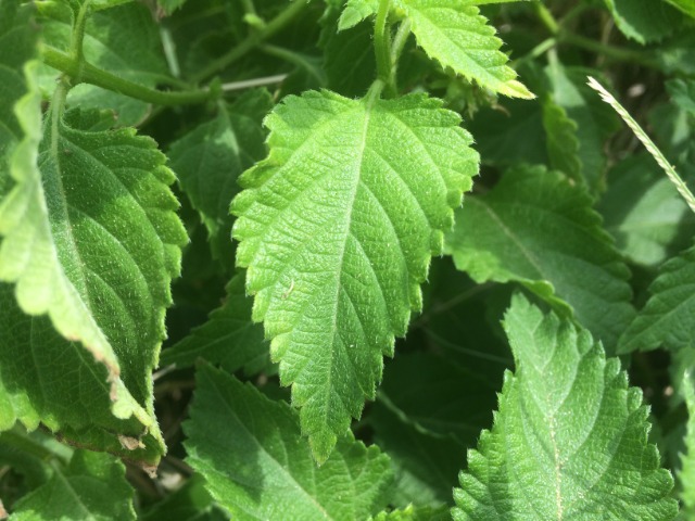 Lantana camara