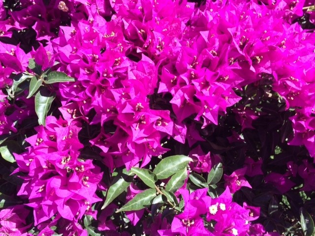 Bougainvillea spectabilis